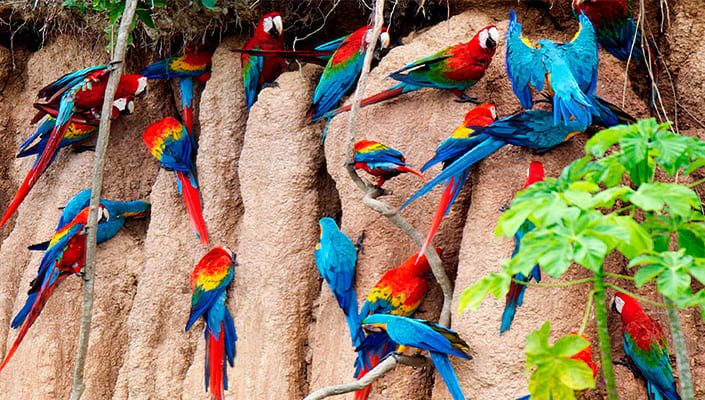 colored parrots